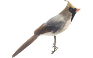 AD Fthr Cardinal Female 6" 1pc