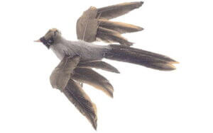 AD Fthr Flying Cardinal Female 4" 1pc