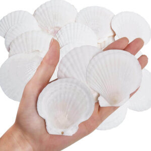30pc Natural White Scallop Shells 2-3in