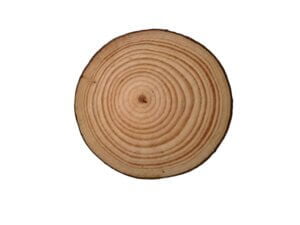 Natural Pine Wood Round 6cm 5 pack