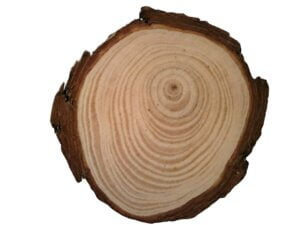 5pc 4cm Natural Pine Wood Round