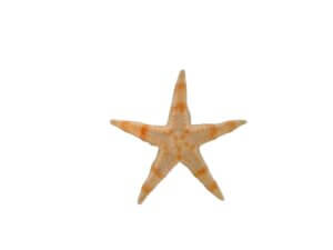 2g Tiny starfish 8-25mm