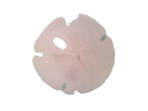 10 pack 22mm Small Natural White Sand Dollars