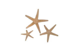 12pc Medium Starfish 20-50mm