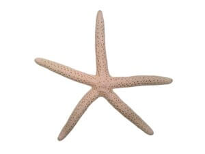4pc White Finger Starfish 3-4in