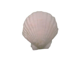 5pc Natural White Scallop Shells 2-3in
