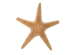 4g Small Starfish 8-25mm