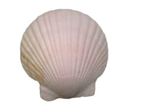5pc Natural White Scallop Shells 4-5in