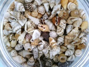 200g Small sea snail shells 1-2cm