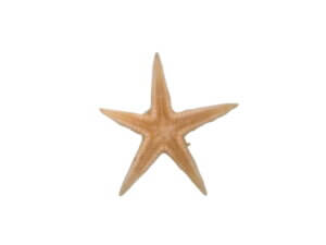 5pc Medium Starfish 50-70mm