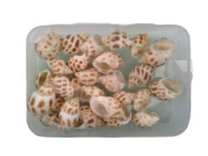 28g Babylonia Seashells 1-2cm