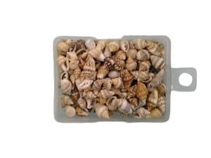 28g Mixed Snail Shells 5-15mm
