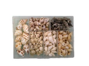 100pc Sorted Mixed Natural Shell 5-20mm