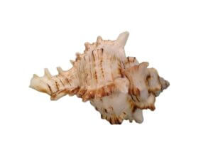 1pc 6-8cm Conch Shell