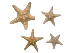 6pc Armored Starfish 30-58mm
