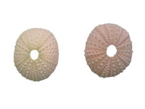 4pc Sea Urchin Shells 40-55mm (2inch)