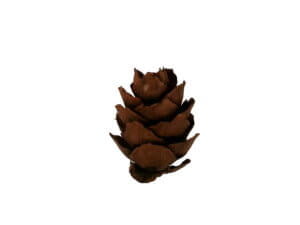 Mini Pine Cones