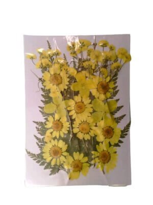 Yellow Dried Pressed Flowers