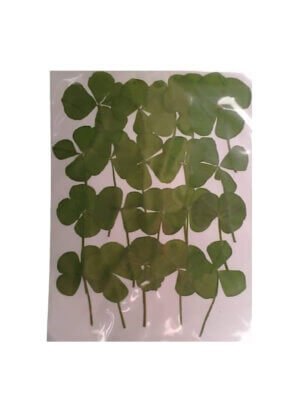 20pc Dried Pressed 4 Leaf Clovers Shamrocks