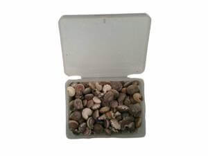 28g Flat Snail Shells 3-10mm