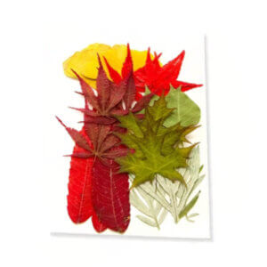 Colored Leaf Dried Pressed Greenery
