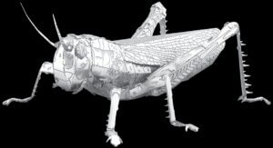 Grasshopper - Metal Earth Model
