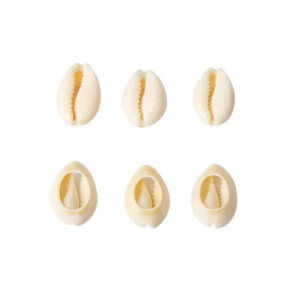 50pc 15-20cm Open Back Puka Shell Beads